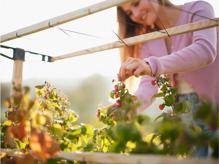 Productafbeelding Gusta Garden BERRY BUDDY modulaire bruine bessenhouder (93 cm, 11.90 cm)