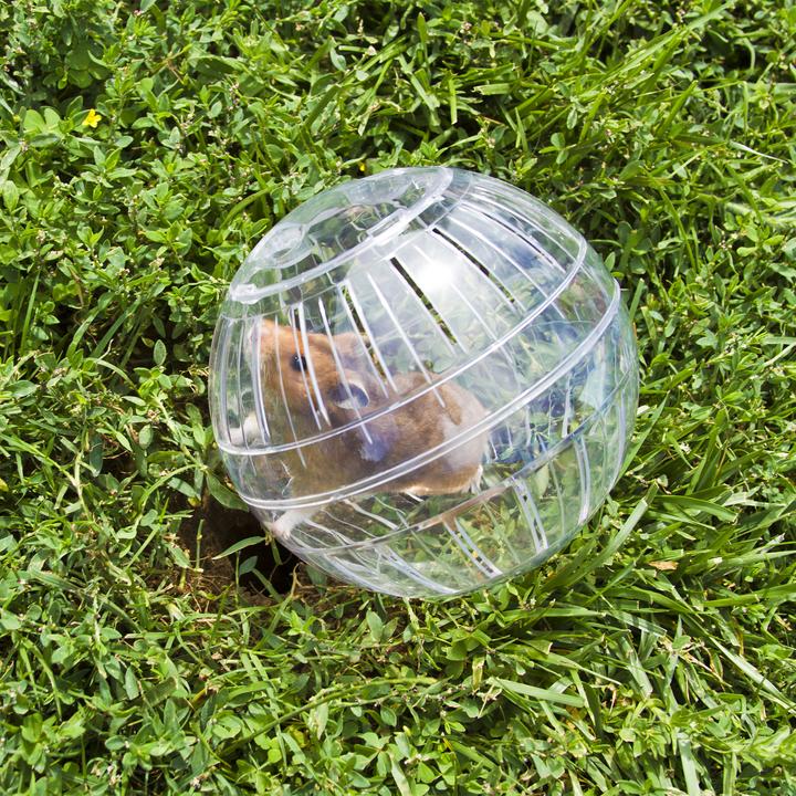 Produktbild Relaxdays Hamsterball