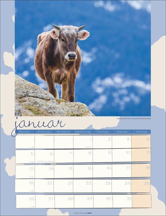Actual product image Kuh Kalender 2026 (30 x 39 cm, German)