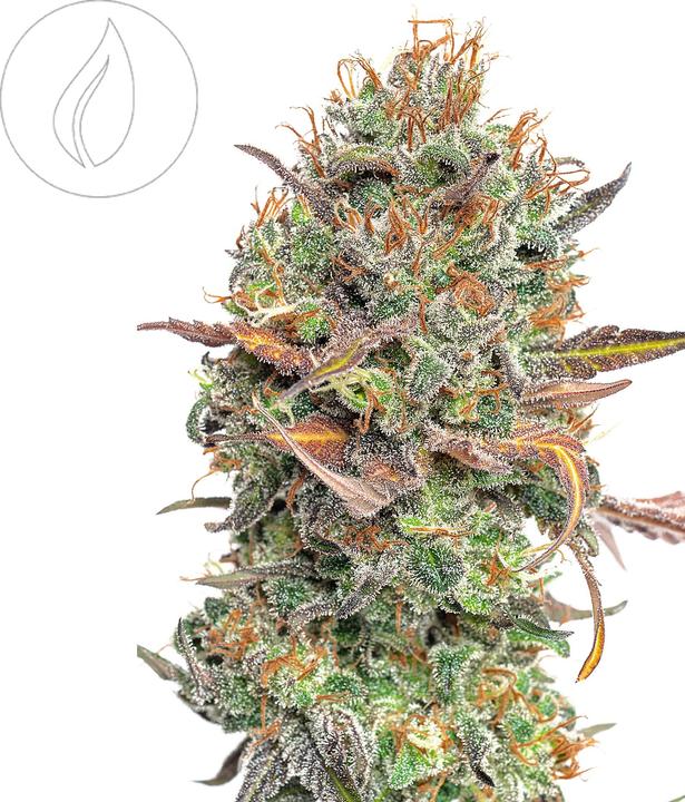 Image du produit JYM's JYMS Seeds Mango Rambo 3pcs (Graines de plantes)