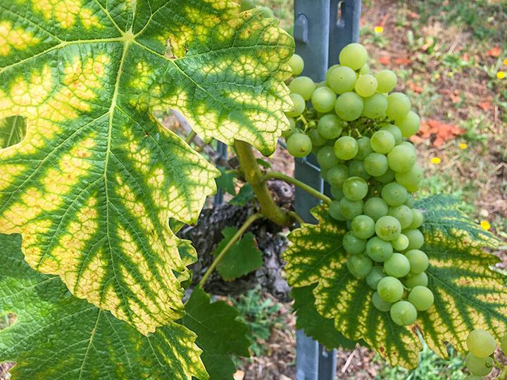 Image du produit Smartbox Promenade dans le vignoble neuchâtelois et dégustation de vins aux caves de Béroche (2 pers.)