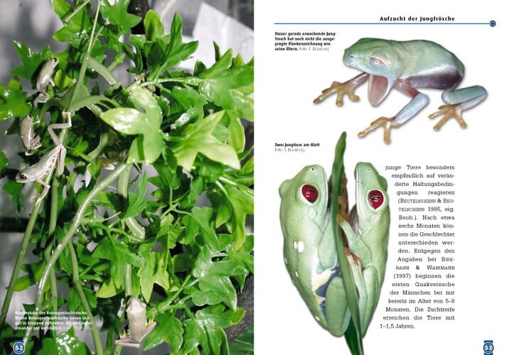 Produktbild Der Rotaugenlaubfrosch (Deutsch, Tobias Eisenberg, 2010)