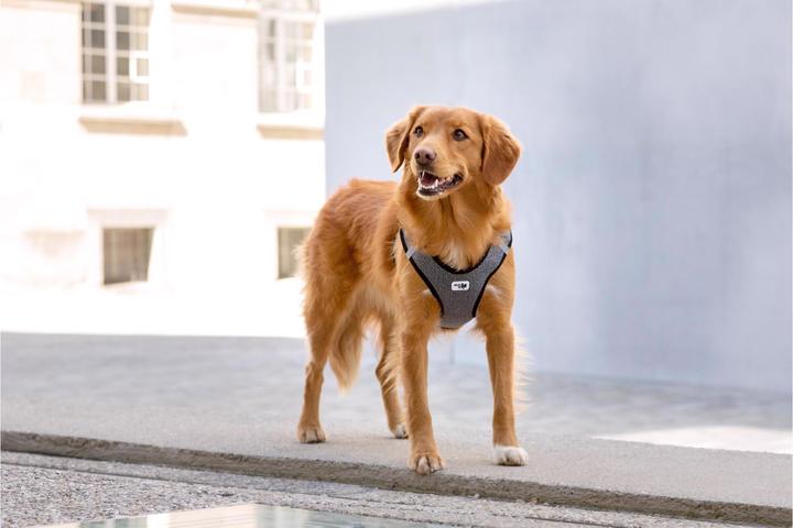 Produktbild Curli Geschirr Merino (3XS, Hund, Allgemein)