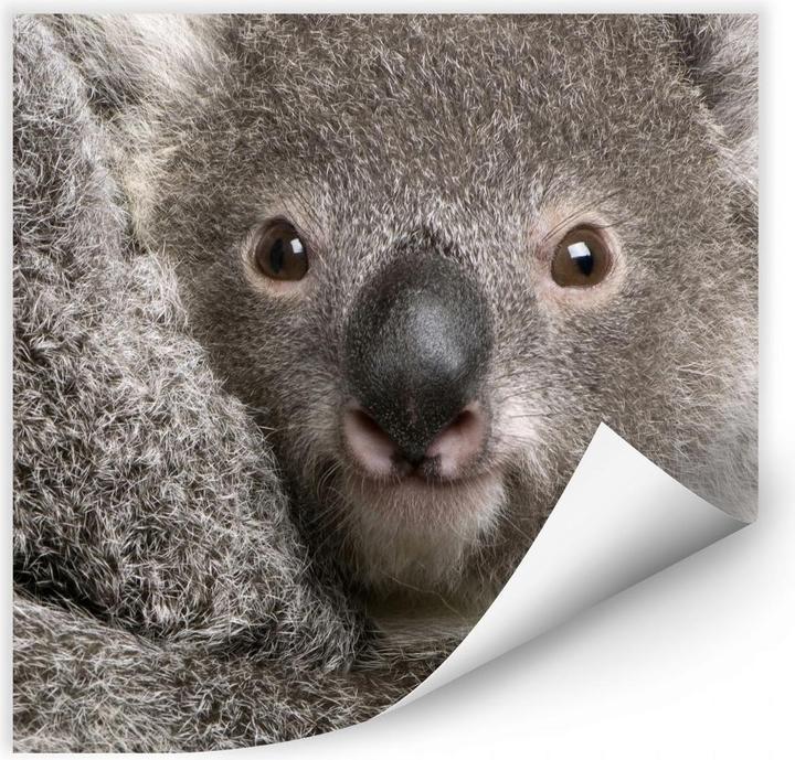 Produktbild Trenddeko Cuddly Koala (30 x 30 cm)