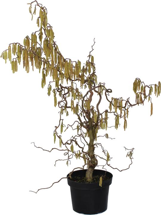 Produktbild Zulauf Korkenzieher-Hasel / Corylus avellana 'Contorta' (80 cm)