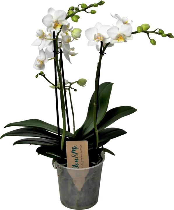 Produktbild Plant in a Box Phalaenopsis Multiflora - Schmetterlingsorchidee (35 cm)