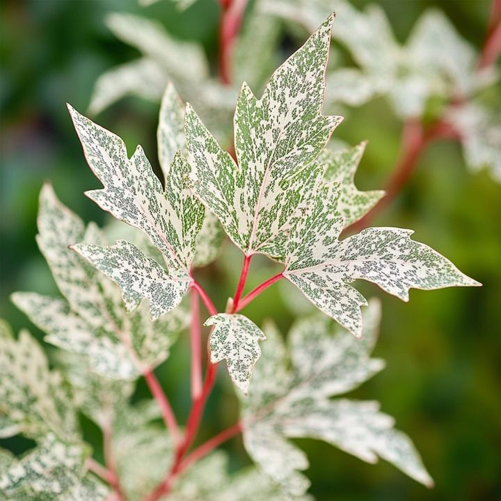 Image du produit Plant in a Box Acer palmatum 'Ukigumo' - Set de 2 érables japonais (50 cm)
