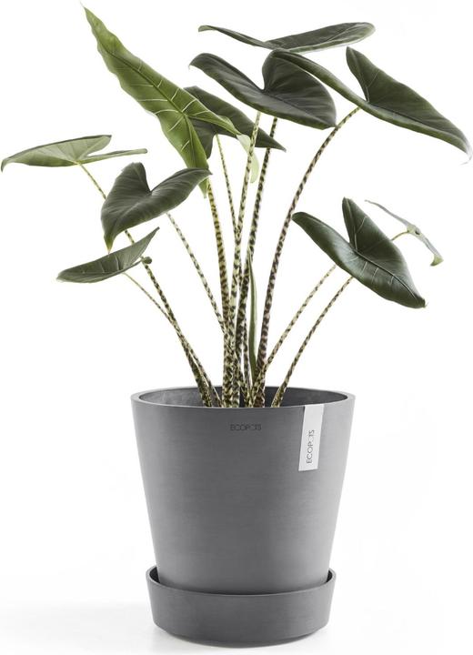 Actual product image Ecopots Saucer on Wheels