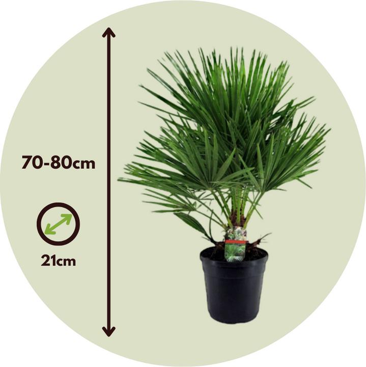 Produktbild Plant in a Box Chamaerops Humilis - Zwergpalme (80 cm)