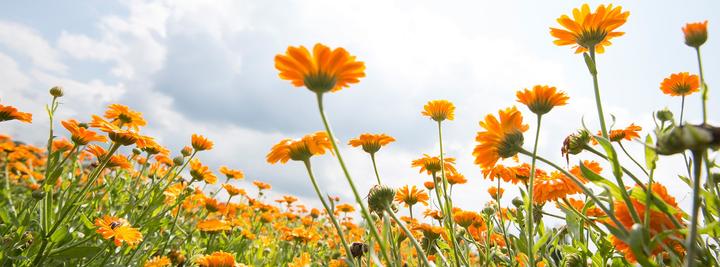 Actual product image Weleda baby calendula