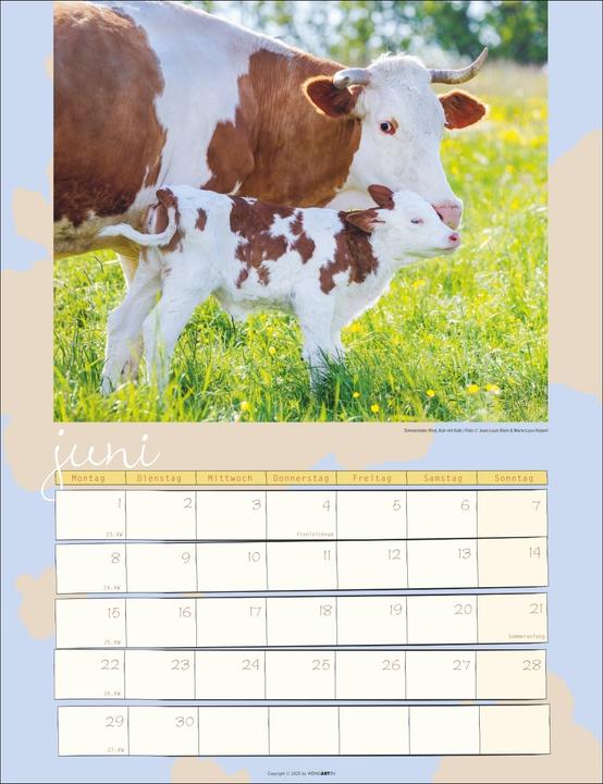 Actual product image Kuh Kalender 2026 (30 x 39 cm, German)