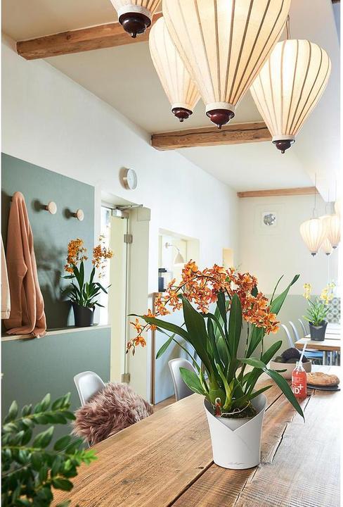 Actual product image Lechuza Orchidea (17.90 cm)
