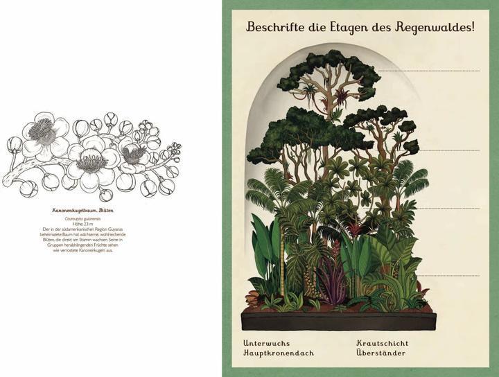 Produktbild Das Museum der Pflanzen. Mein Mitmachbuch (Deutsch, Katie Scott, Kathy Willis, 2017)