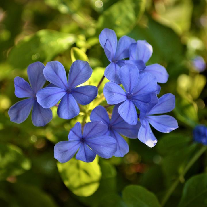 Actual product image Plant in a Box Plumbago auriculata - Set of 3 Male Loyalty (25 cm)