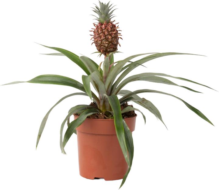 Produktbild Plant in a Box Ananas comosus 'Mi Amigo' (45 cm)