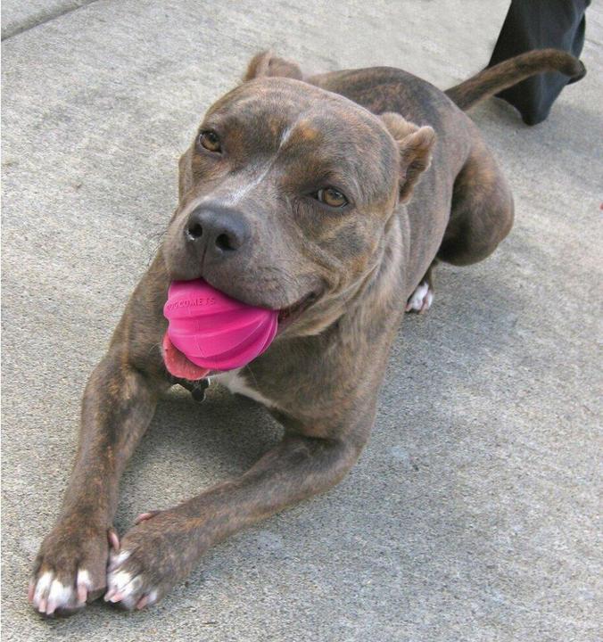 Produktbild Dog Comets Ball Halley Rosa