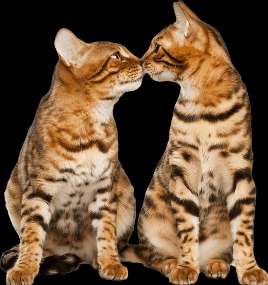 Actual product image Feliway Optimum refill bottle Trio (Cat, 144 ml)