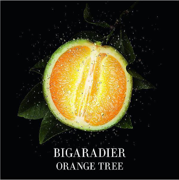 Produktbild Giorgio Armani Orangerie Venise (Eau de Toilette, 100 ml)