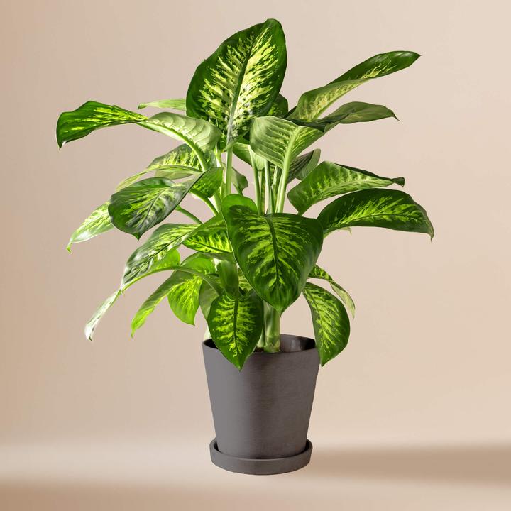Produktbild Mary and Plants Tropic Snow HAY Schwarz (85 cm)
