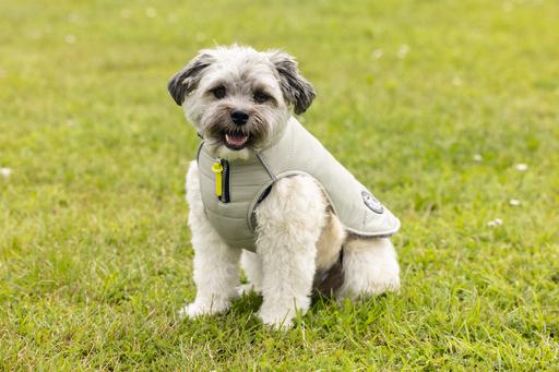 Image du produit Beeztees Manteau pour chien Bobby (32, Manteau pour chien)