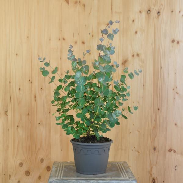 Produktbild Säntispracht 2 er Set, Eukalyptus - Eucalyptus cinerea Silver Tropfen (100 cm)