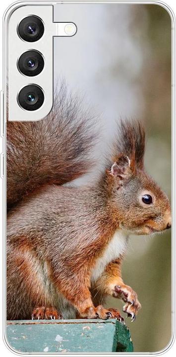 Squirrels