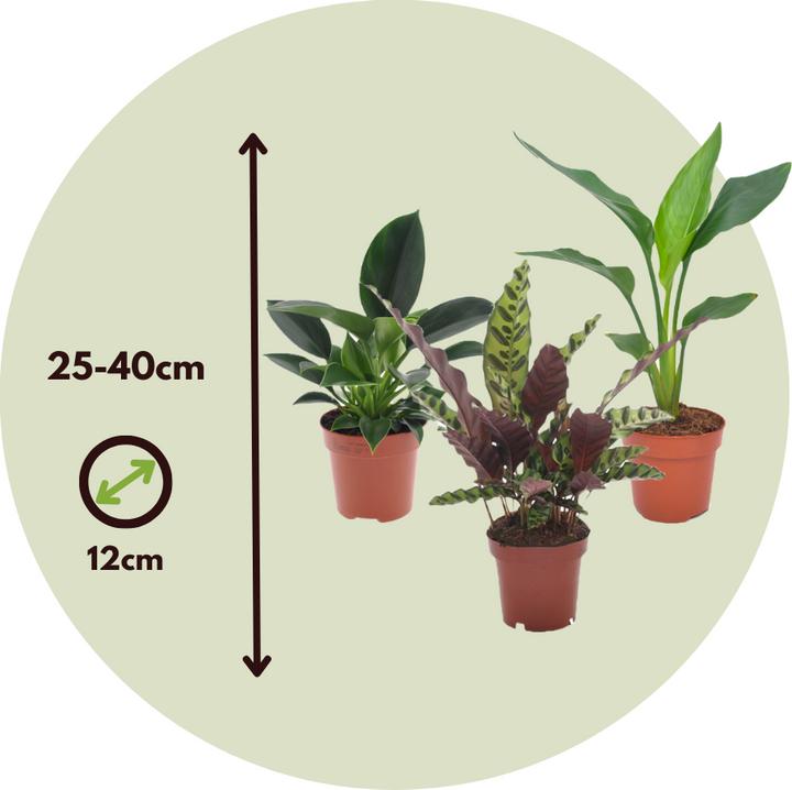 Actual product image Plant in a Box Calathea, Philodendron, Strelitzia - 3 mix Green indoor plants (25 cm)