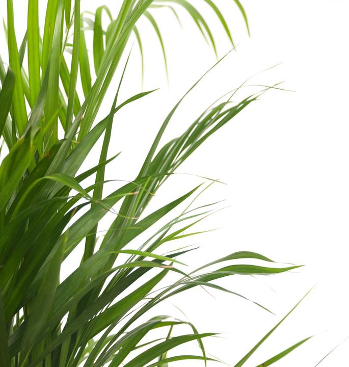 Produktbild Plant in a Box Dypsis Lutescens - 3er Set Areca Goldfruchtpalme (30 cm)