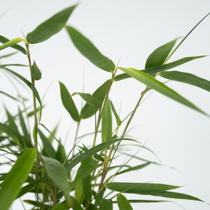 Produktbild Plant in a Box Fargesia scabrida Asian Wonder - 6er Set Asiatische Wunderbambus (25 cm)