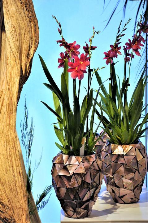 Produktbild Fleur Ami Muschel (17 cm)