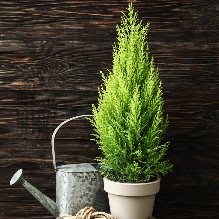 Actual product image Plant in a Box Cupressus sempervirens 'Totem' - 2er Set Toskanische Zypresse (60 cm)