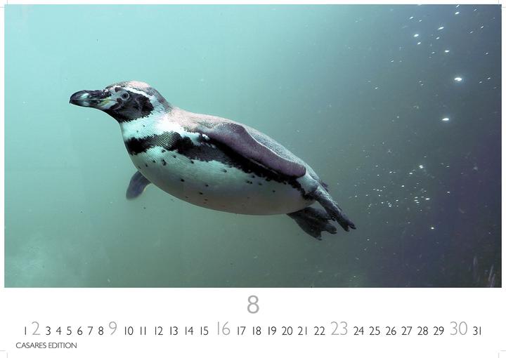 Produktbild Pinguine 2026 S 24x35cm (24 x 35 cm, Deutsch)