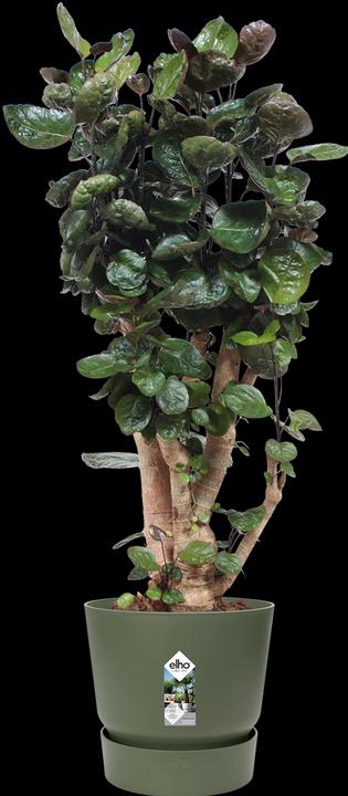 Produktbild Elho Greenville (39 cm)