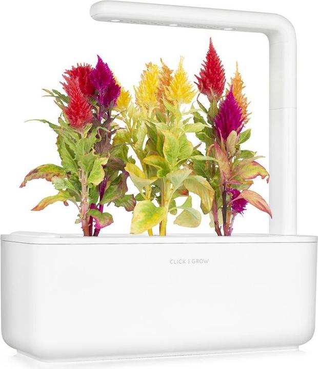 Image du produit Click and Grow Cockscomb (Graines de fleurs)