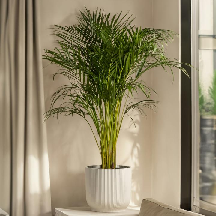 Produktbild Plant in a Box Chamaedorea elegans - Bergpalme - 2er-Set (50 cm)
