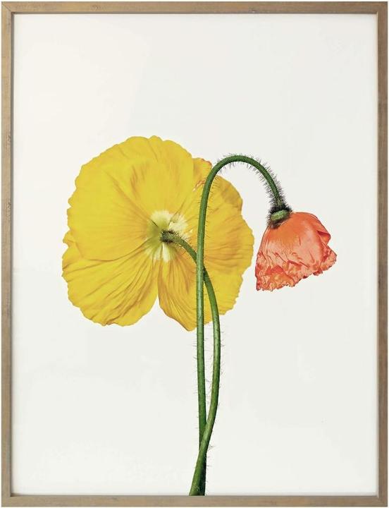 Actual product image Trenddeko The red and yellow flower (24 x 30 cm)