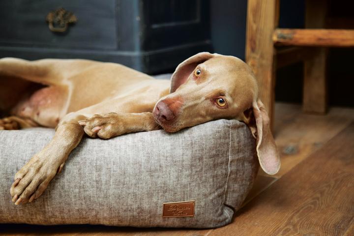 Produktbild Designed by Lotte Unnay (Hund)