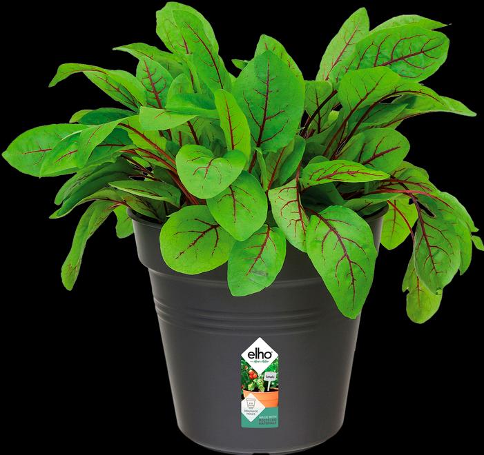 Produktbild Elho Green Basics (19 cm)