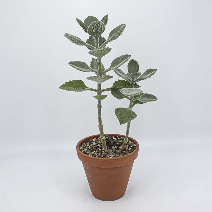 Kakteen Gautschi Kalanchoe beharensis (55 cm)