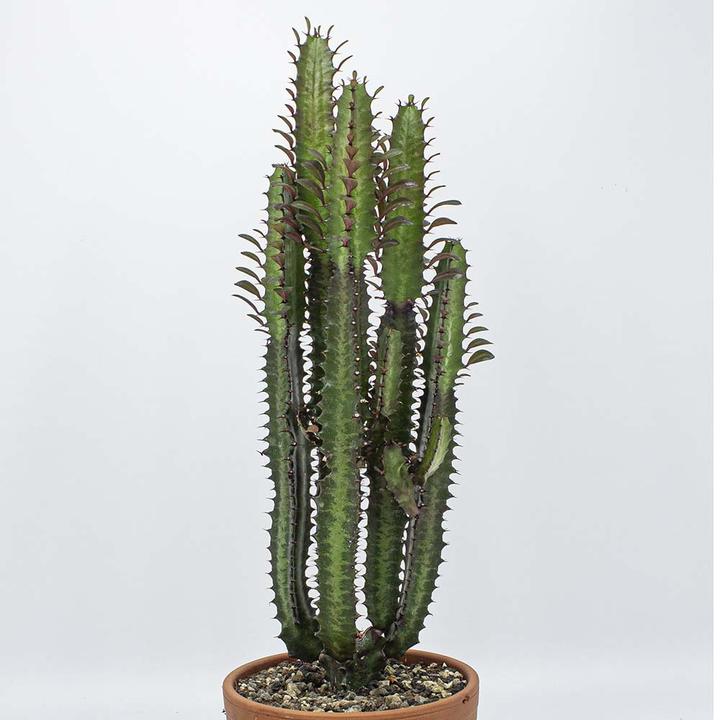 Kakteen Gautschi Euphorbia trigona rubra (60 cm)