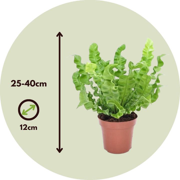 Produktbild Plant in a Box Asplenium nidus 'Crispy Wave' - 2er Set Gekräuselte Vogelnestfarn (25 cm)