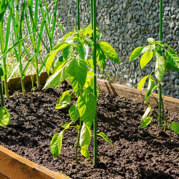 Image du produit Wiltec Toboli 10x tuteur vert 120cm Ø11mm tuteur métal plastique tuteur tomate (120 cm)
