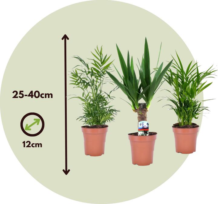 Actual product image Plant in a Box Areca, Chamaedorea, Yucca - 3 mix mini palm tree (25 cm)