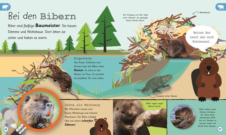 Actual product image Was weisst du über Tiere? (German, Frauke Bahle, Frauke Bahle|DK Verlag - Kids, 2018)