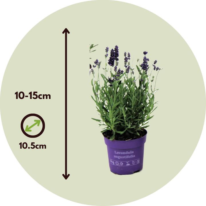 Immagine prodotto Plant in a Box Lavandula angustifolia - set di 6 piante di lavanda (10 cm)
