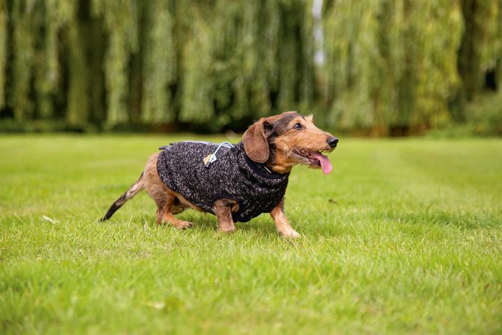 Produktbild Beeztees Hundepullover Celia (24, Hundepullover)