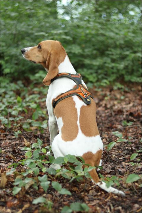 Produktbild Niggeloh Hundeführgeschirr Follow (XL, Hund, Hundesport)