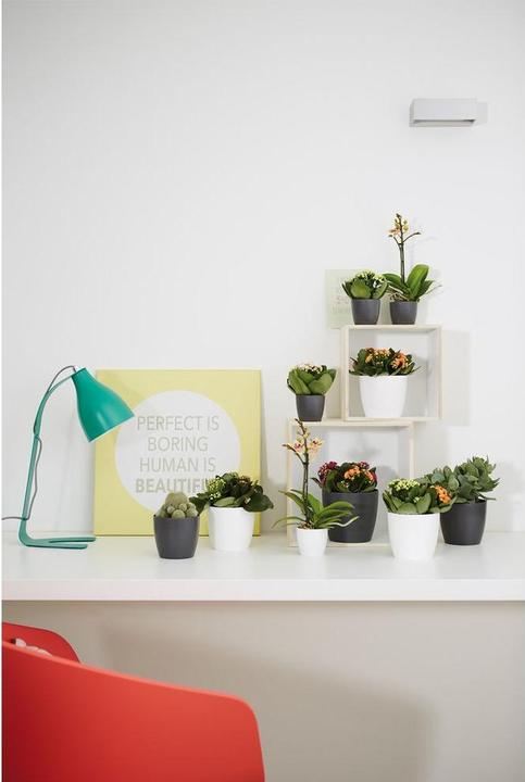 Actual product image Elho Brussels (10 cm)