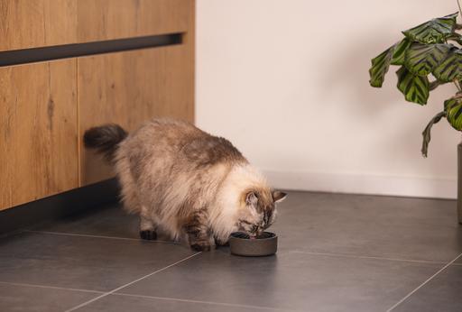 Actual product image Designed by Lotte Noor cat bowl (0.25 l)