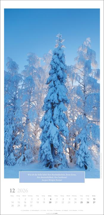 Produktbild Wunderwelt der Bäume Kalender 2026 (33 x 68 cm, Deutsch)